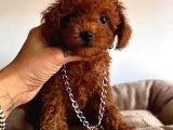 RED DİŞİ TOY POODLE