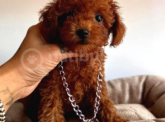 Red Di̇şi̇ Toy Poodle