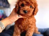 Di̇şi̇ Toy Poodle