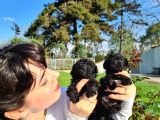 Zeyti̇n Tanesi̇ Poodle Yavrularimiz