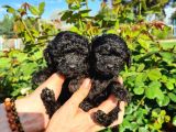 Black Poodle Yavrularimiz Baby Face