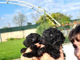 Hari̇ka Kali̇tede Si̇yah Poodle Yavrularimiz