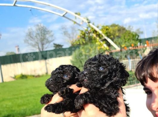 Hari̇ka Kali̇tede Si̇yah Poodle Yavrularimiz görsel