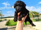 Hari̇ka Kali̇tede Si̇yah Poodle Yavrularimiz