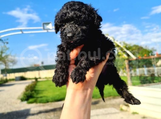 Hari̇ka Kali̇tede Si̇yah Poodle Yavrularimiz görsel