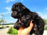 HARİKA KALİTEDE SİYAH POODLE YAVRULARIMIZ
