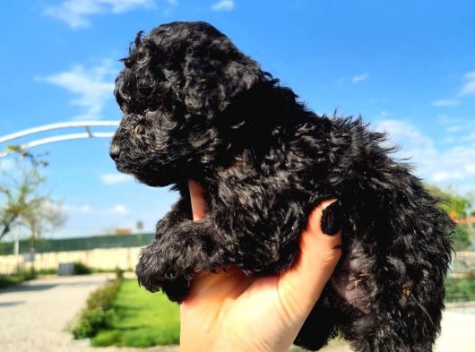 Hari̇ka Kali̇tede Si̇yah Poodle Yavrularimiz