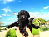 ZEYTİN TANESİ POODLE YAVRULARIMIZ