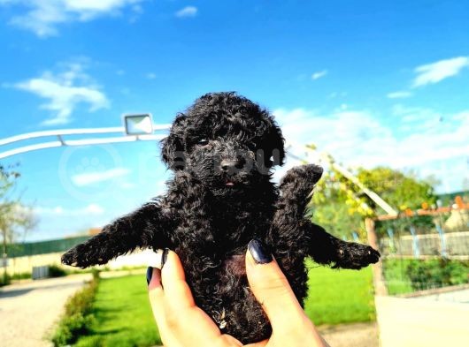 Zeyti̇n Tanesi̇ Poodle Yavrularimiz