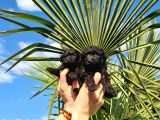 Zeyti̇n Tanesi̇ Poodle Yavrularimiz