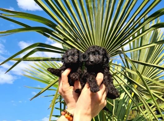 Zeyti̇n Tanesi̇ Poodle Yavrularimiz görsel