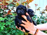 Black Poodle Yavrularimiz Baby Face