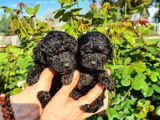 Black Poodle Yavrularimiz Baby Face