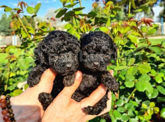 Black Poodle Yavrularimiz Baby Face görsel