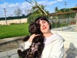 Hari̇ka Kali̇tede Si̇yah Poodle Yavrularimiz