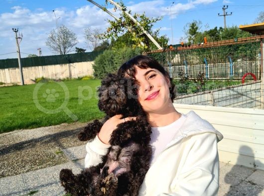 Hari̇ka Kali̇tede Si̇yah Poodle Yavrularimiz görsel