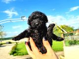 Hari̇ka Kali̇tede Si̇yah Poodle Yavrularimiz