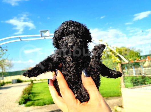 Hari̇ka Kali̇tede Si̇yah Poodle Yavrularimiz görsel