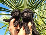 Hari̇ka Kali̇tede Si̇yah Poodle Yavrularimiz