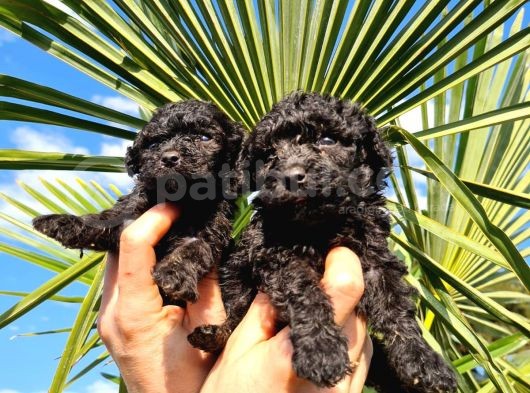 Hari̇ka Kali̇tede Si̇yah Poodle Yavrularimiz görsel