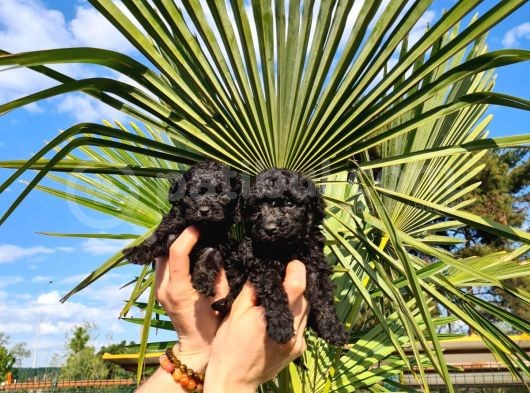 Hari̇ka Kali̇tede Si̇yah Poodle Yavrularimiz görsel