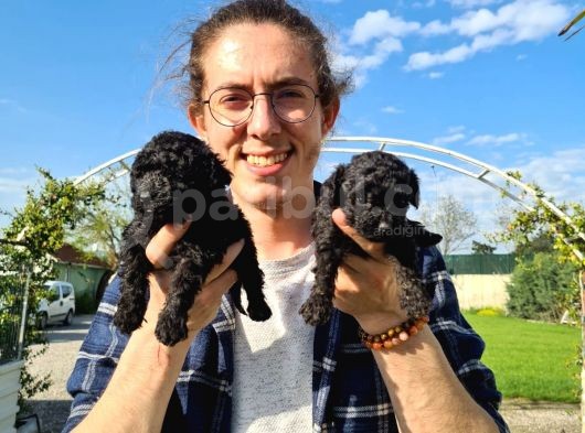 Black Poodle Yavrularimiz Baby Face