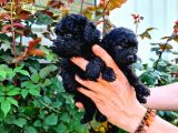 Si̇yah Poodle Yavrularimiz İrk Ve Sağlik Garanti̇si̇yle