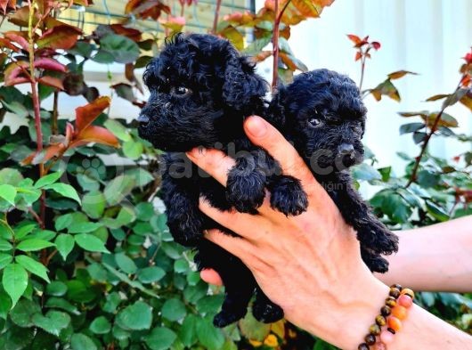 Si̇yah Poodle Yavrularimiz İrk Ve Sağlik Garanti̇si̇yle görsel