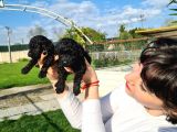 Si̇yah Poodle Yavrularimiz İrk Ve Sağlik Garanti̇si̇yle