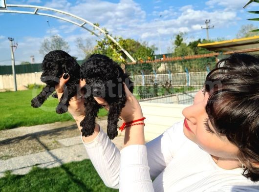 Si̇yah Poodle Yavrularimiz İrk Ve Sağlik Garanti̇si̇yle görsel