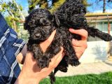 Si̇yah Poodle Yavrularimiz İrk Ve Sağlik Garanti̇si̇yle