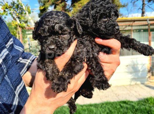 Si̇yah Poodle Yavrularimiz İrk Ve Sağlik Garanti̇si̇yle görsel