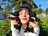 SİYAH POODLE YAVRULARIMIZ İRK VE SAĞLIK GARANTİSİYLE