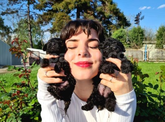 Si̇yah Poodle Yavrularimiz İrk Ve Sağlik Garanti̇si̇yle
