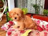 MALTİPO CİNSİ 