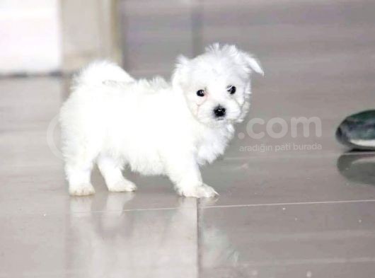 Maltesse Terri̇er  