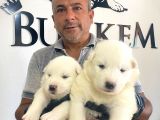Mükemmel Kalitede Samoyed Bebekler Için Acele Edin