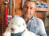 Mükemmel kalitede samoyed bebekler için acele edin