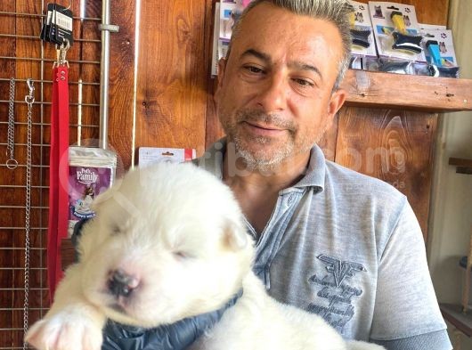 Mükemmel Kalitede Samoyed Bebekler Için Acele Edin