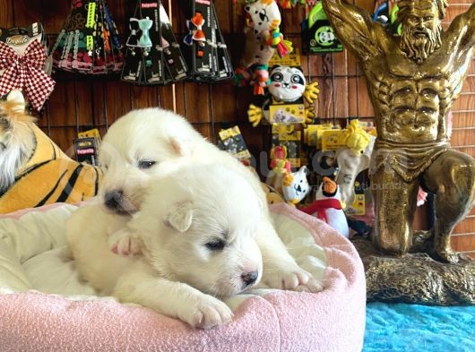 Mükemmel Kalitede Samoyed Bebekler Için Acele Edin görsel