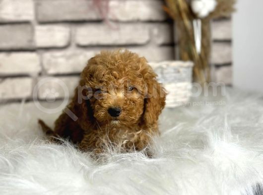 Scrli̇ En Güzel Toy Poodle görsel