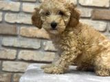 OYUNCU VE ZEKİ TOY POODLE YAVRUSU
