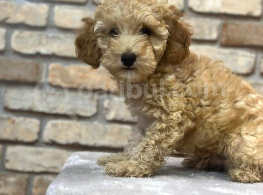 Oyuncu Ve Zeki̇ Toy Poodle Yavrusu