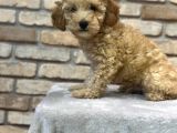 Oyuncu Ve Zeki̇ Toy Poodle Yavrusu
