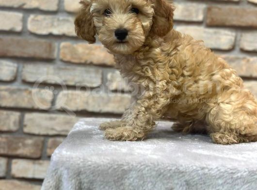 Oyuncu Ve Zeki̇ Toy Poodle Yavrusu görsel