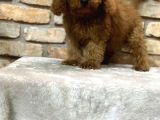 En Sevi̇ml Lekesi̇z Koyu Kahverengi̇ Toy Poodle Yavrusu