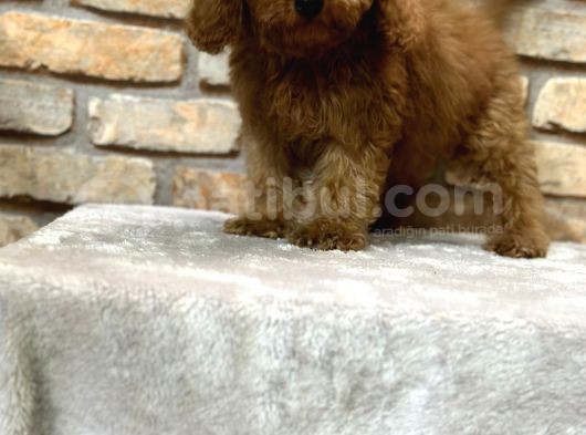 En Sevi̇ml Lekesi̇z Koyu Kahverengi̇ Toy Poodle Yavrusu görsel