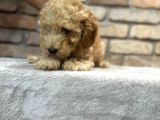 Oyuncu Ve Zeki̇ Toy Poodle Yavrusu