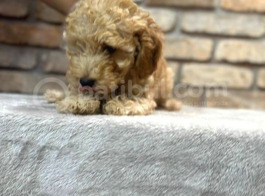 Oyuncu Ve Zeki̇ Toy Poodle Yavrusu görsel