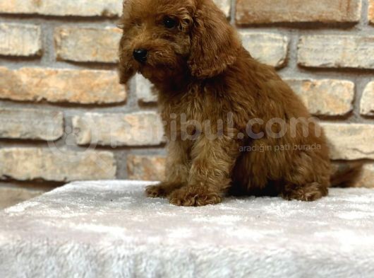 En Sevi̇ml Lekesi̇z Koyu Kahverengi̇ Toy Poodle Yavrusu görsel